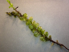 Plagiomnium ellipticum