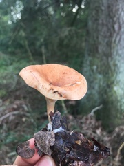 Paralepista flaccida