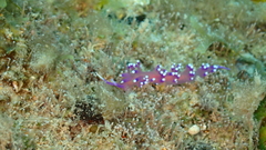 Coryphellina arveloi