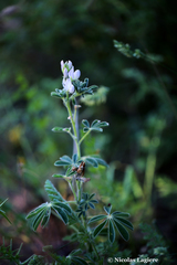 Lupinus albus