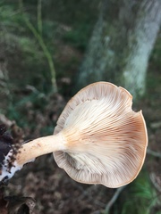 Paralepista flaccida