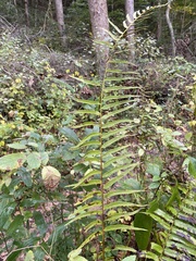 Homalosorus pycnocarpos