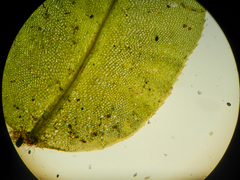 Plagiomnium ellipticum