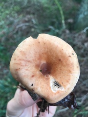 Paralepista flaccida