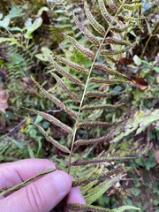 Homalosorus pycnocarpos