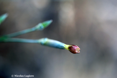 Dianthus cinnamomeus