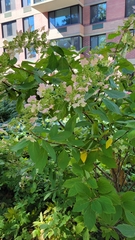 Prunus padus