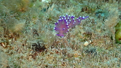 Coryphellina arveloi
