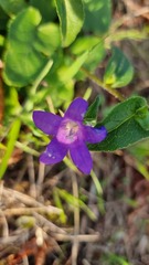 Campanula glomerata
