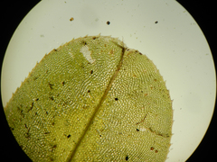 Plagiomnium ellipticum