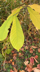 Asimina triloba
