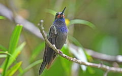 Urochroa bougueri