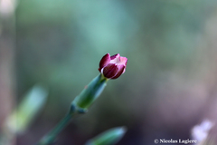 Dianthus cinnamomeus