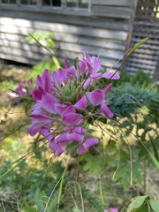 Cleome