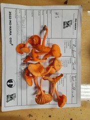 Cantharellus corallinus