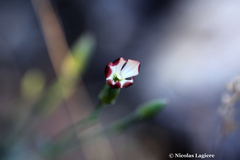 Dianthus cinnamomeus