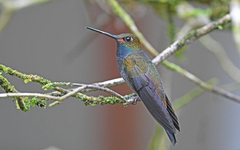 Urochroa bougueri