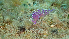 Coryphellina arveloi