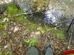 Plagiomnium ellipticum