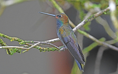 Urochroa bougueri