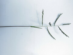 Leptochloa