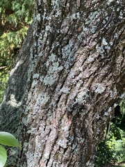 Myelochroa aurulenta