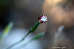 Dianthus cinnamomeus