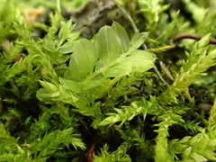 Plagiomnium ellipticum