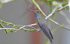 Urochroa bougueri