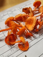 Cantharellus corallinus