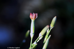 Dianthus cinnamomeus
