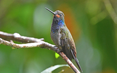 Urochroa bougueri