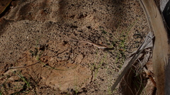 Chioninia spinalis salensis