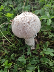 Saproamanita