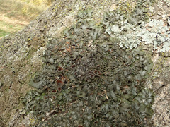 Pleurosticta acetabulum