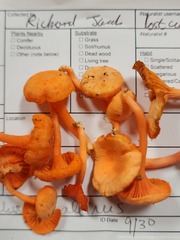 Cantharellus corallinus