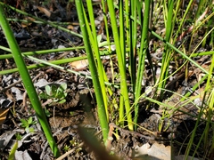 Juncus balticus