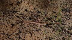 Chioninia spinalis salensis