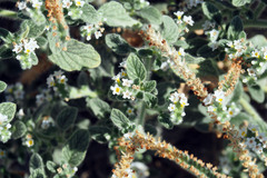 Heliotropium hirsutissimum