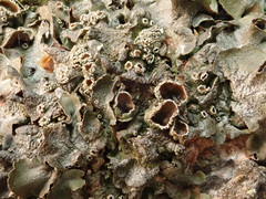 Pleurosticta acetabulum