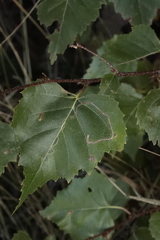 Lyonetia clerkella