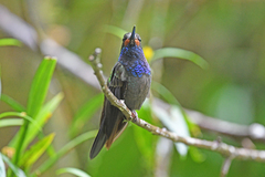 Urochroa bougueri