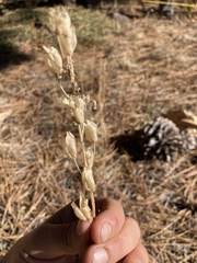 Toxicoscordion venenosum