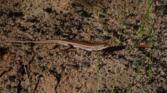 Chioninia spinalis salensis