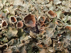 Pleurosticta acetabulum