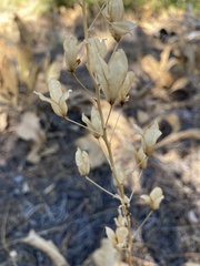 Toxicoscordion venenosum