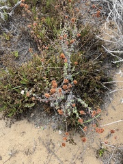 Eriogonum parvifolium