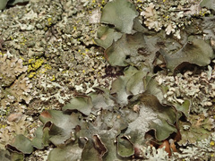 Pleurosticta acetabulum