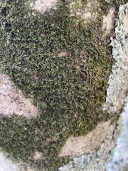 Frullania eboracensis