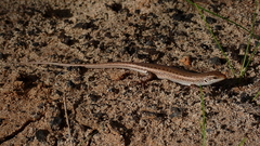 Chioninia spinalis salensis
